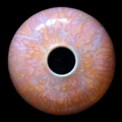 Hana Vase - Small(Hana Vase Small Kiku Red Raspberry Sherbert) 23 Hana Vase - Small(Hana Vase Small Kiku Red Raspberry Sherbert) -Arhoj IMG 01142018 34b303b7 d921 4054 8b4c 1ab8bb96de88